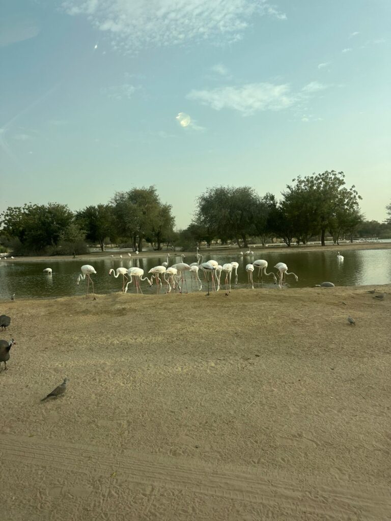 Dubai desert camping Al Qudra